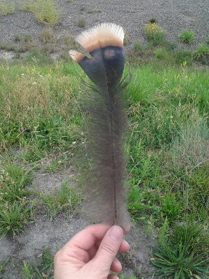 IMG_20120820_100336.jpg image